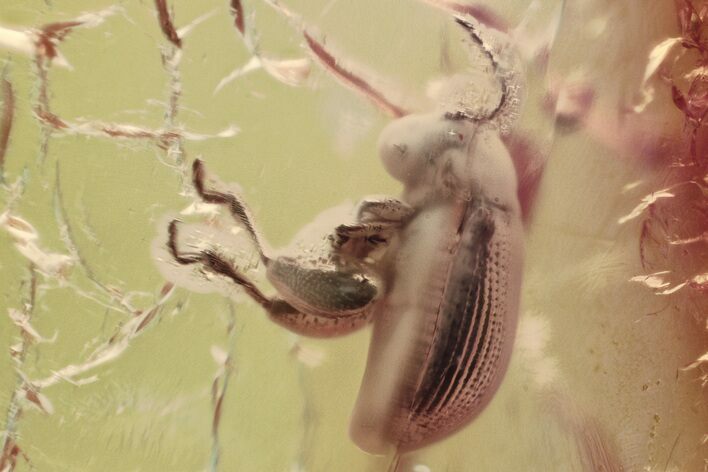 Fossil Flea Beetle (Galerucinae) in Baltic Amber #335664